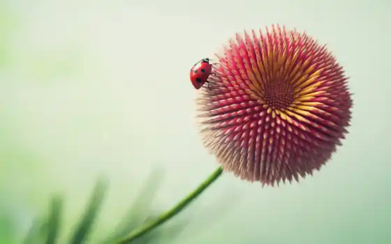 цветы, ladybug, pencil, mobile, desktop, resolutions, high, 