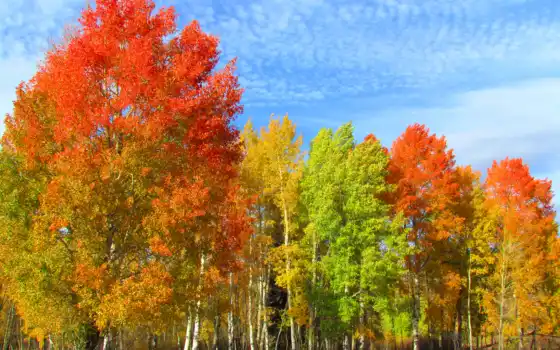 деревья, осень, короче, береза, леса, краски, календарь,