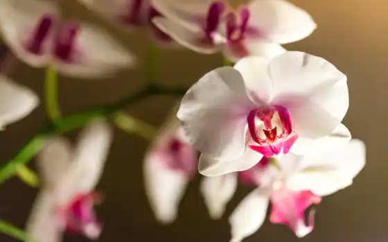, орхидеи, орхидея, белые, бутоны, цветки, 