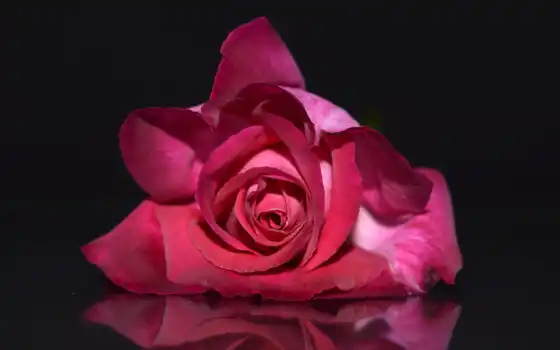 роза, розовая, розы, фоны, розовый, цветы, розовые, лепестки, бутон, 