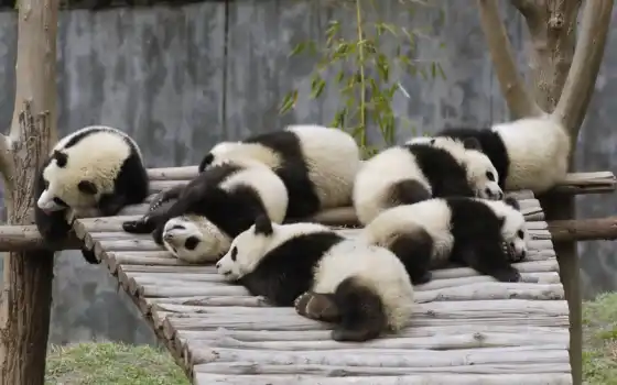 панда, панды, бу, ког, лихорадочные, животные,