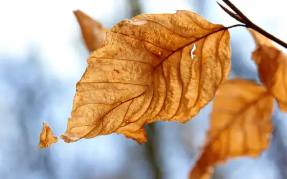 осень, лист, branch, makryi, free, природа, usm, первое, dnee, flash