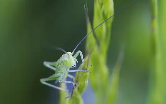 cricket, insect, 