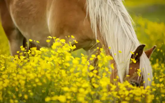 лошадь, луг, цветы, желтые, 