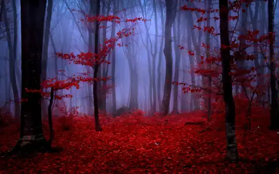 лес, туман, осень, ли, рыжие, натуральные,