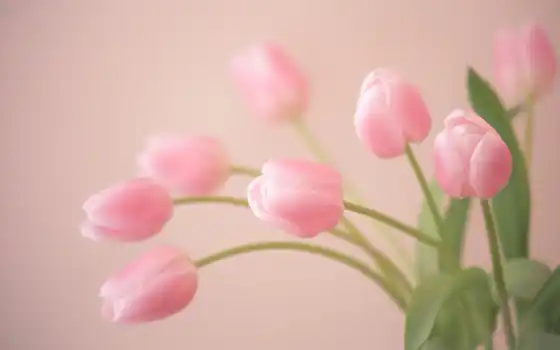 тюльпаны, нежно, бутоны, нежность, розовые, 