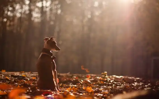 осень, собака, природа, 