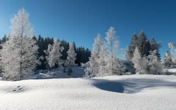 снег, и тихий, зиму, лес, лес, ядекс, деревья, алкаш,