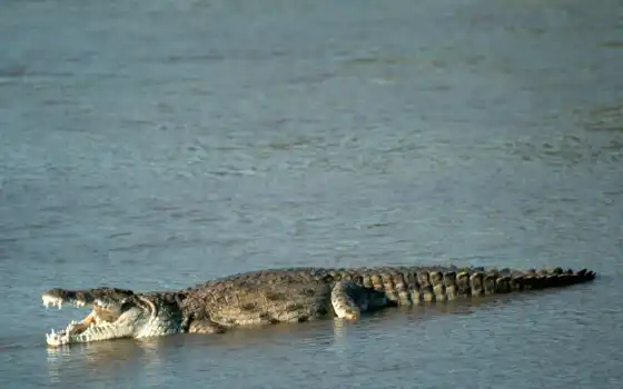 крокодил, джаянто, нармада