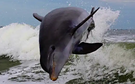 прыжок, волна, дельфина, дельфин