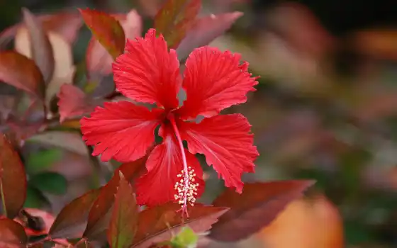 цветы, hibiscus, red, растение