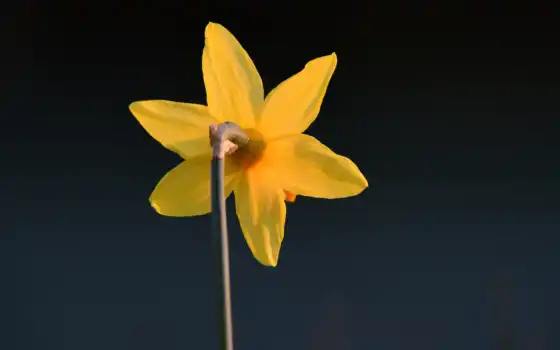 цветы, yellow, dark, пожаловаться, drop, makryi, narcissus, тюльпан