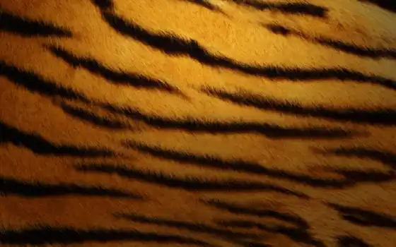 skin, тигра, текстура, тигр, 