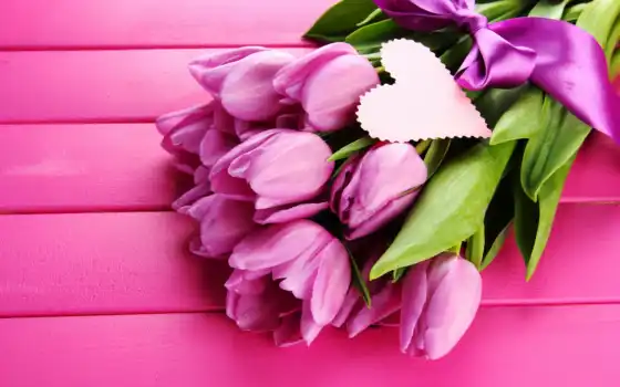 тюльпаны, цветы, розовый, фиолетовый, печеный, розовый, фон, сведущий,