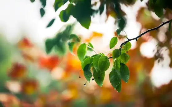 makryi, branch, листва, весна, зеленое, лист, дерево, drop