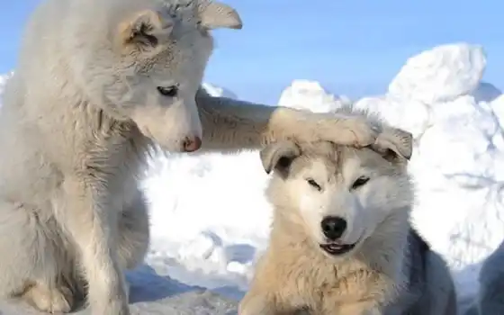 хаски, животное, милый, собака, волк, енот, белый, снег