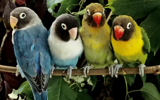 попугай, попугаи, птицы, zhivotnye, живые, ветке, цветные, qushlar, животными, magazin, 