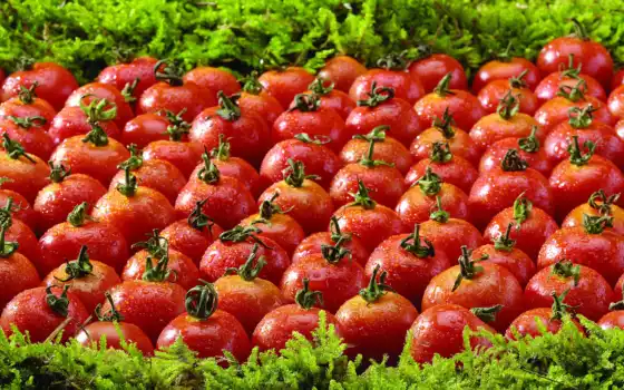 томат, дельце, салато, трухильо, предмет, много, трава, капель, вода, мак