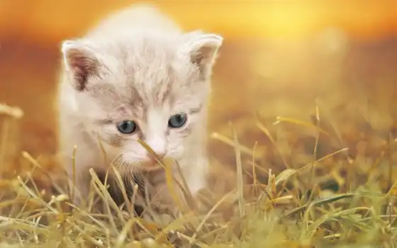 милый, малышка, трава, белый, котенок, фон