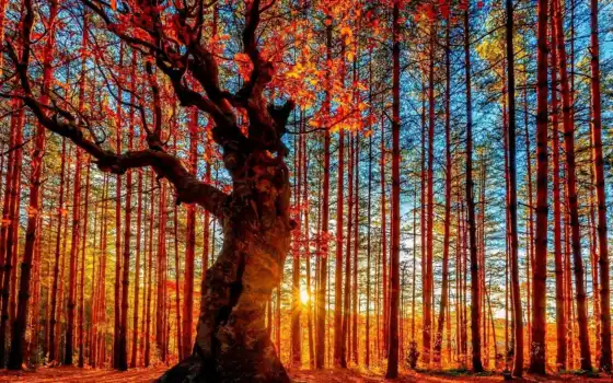 лес, осень, ли, солнце, фото, звезды, деревья,