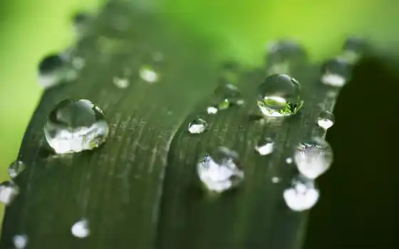 leaf, water, природа
