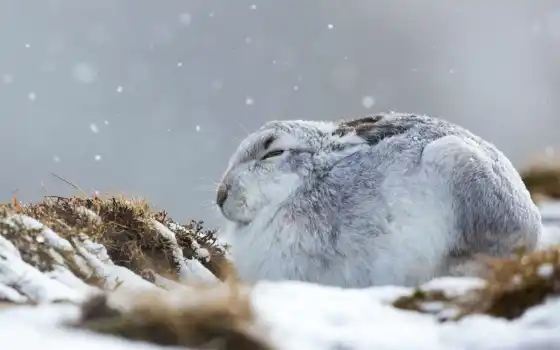 заяц, снег