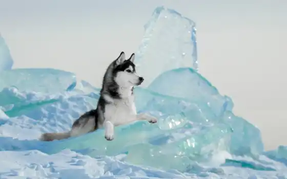 животное, собака, хаска, февраль, льдина, лежат, sorevnovanie, зимний, красивый, siberian, хаски