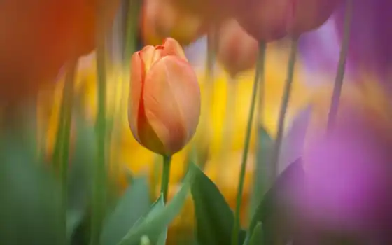 тюльпан, цвет, весна, красочный, ретро, планета, звезда, цвет