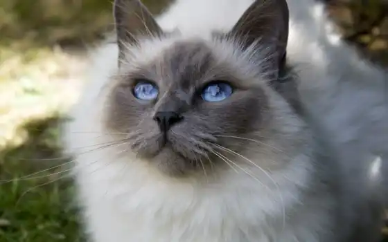 кот, глаз, голубой, тряпичная кукла, животное, порода, милый, священный, бирман