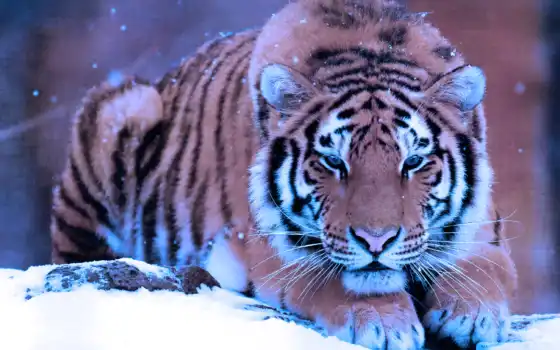 тигр, животное, кот, сон
