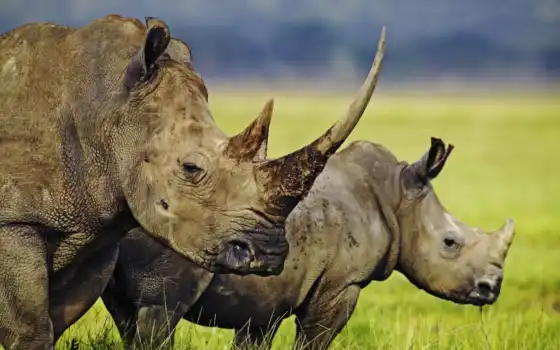 носороги, нондекс, носорог, нондекс, но, они, яндекс, могут,