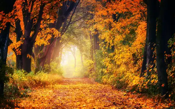 осень, литературный день, парк,, который, лес, выбрать, горнолыжный