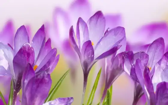 крокус, цветы, весна, фиолетовый
