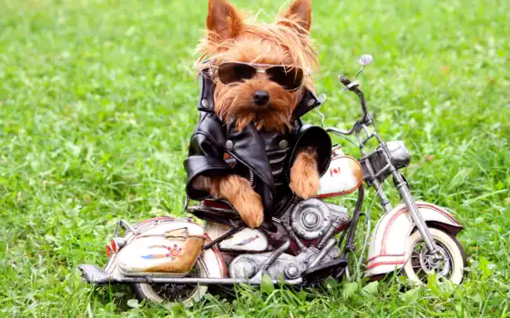 собака, смешное, байкер, трава, прохладный, фотографии, мотоцикл, мультфильмы, фото,