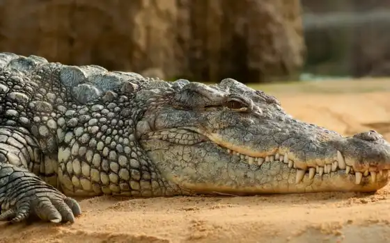 крокодил, sâu, och, nilen, sống, med, krokodiler, sàn, no,