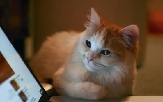ноутбук, кот