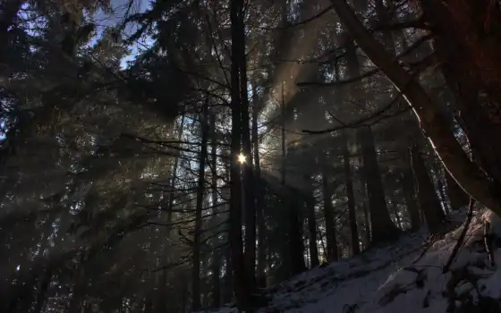 лес, свет, зима, лучи, солнце, деревя,