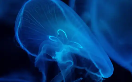 под водой, медуз, море, синее, фото, курат, рисунковый, wickline