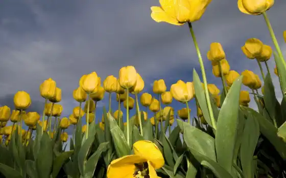 тюльпан, yellow, oir