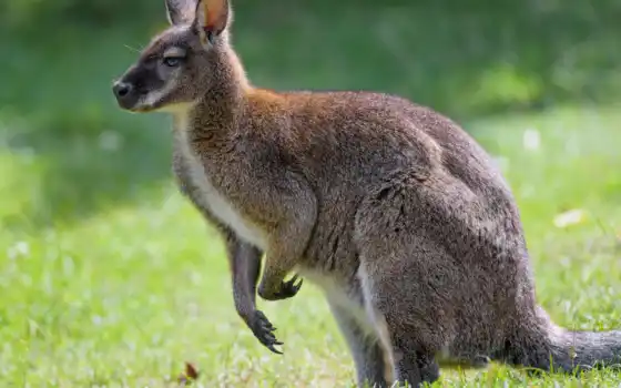 kangaroo, animal, profile