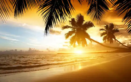 пальмы, закат, пляж, море, берег, тропики, песок, 