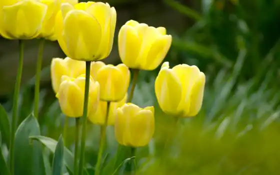 тюльпаны, цветы, цветов, желтые, поле, природа, макро, растения, 