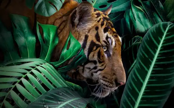 тигр, кот, бенгальский