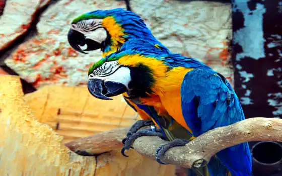 синий, попугай ара, желтый, шлефриге, гельббрустара, сонный, вельтвогельпарк, вальсрайд