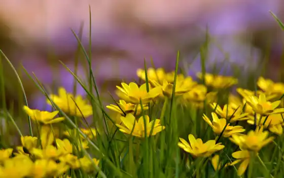 цветы, желтые, высоком, трава, 