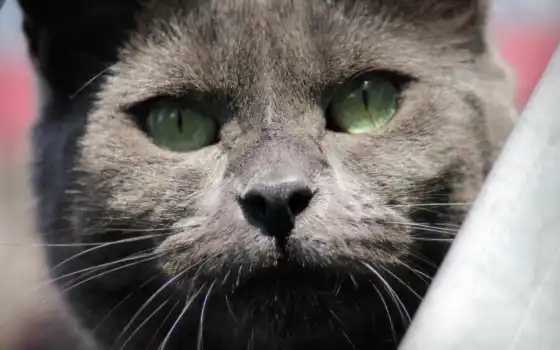 blauwerus, смазливый кот, красивый кот, крупным планом, серый кот, hive, мир, flickr, фото,