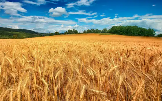 пшеница, поле, природа, качество