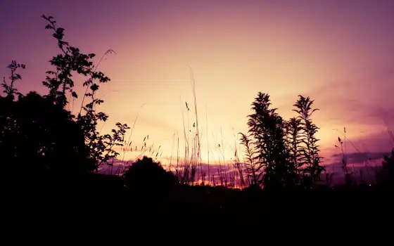 закат, сиреневый, lila, дерево, сол, небо, pantalla, cleave, landscape