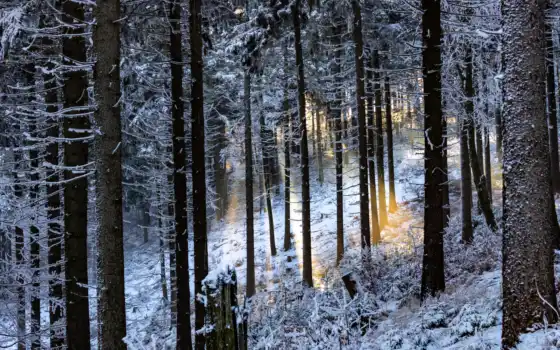 лес, winter