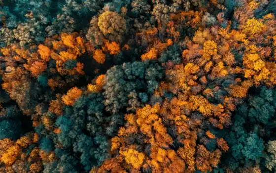 тизер, лес